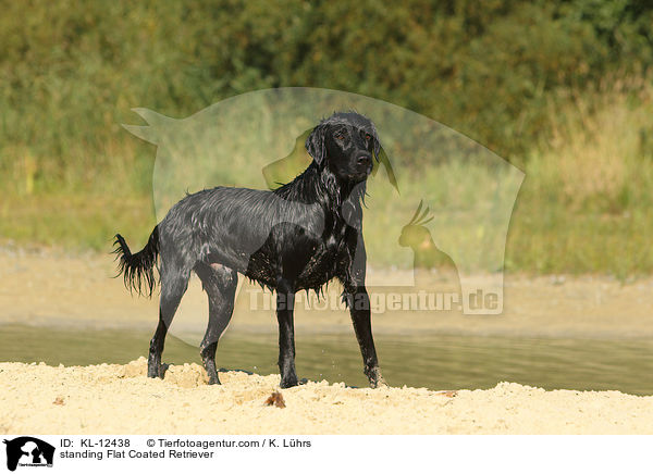 standing Flat Coated Retriever / KL-12438