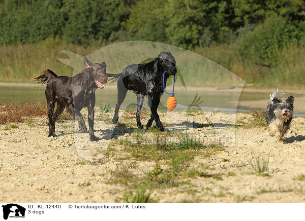 3 dogs / KL-12440