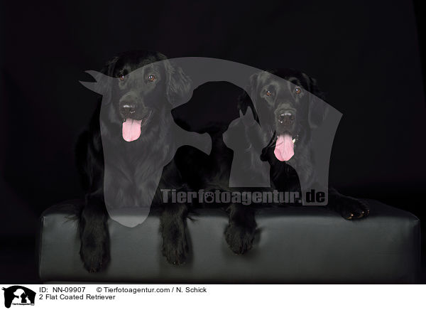 2 Flat Coated Retriever / NN-09907