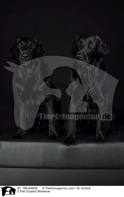 2 Flat Coated Retriever / NN-09908