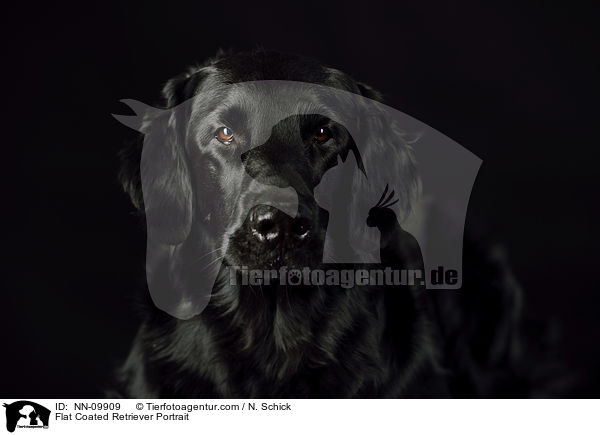 Flat Coated Retriever Portrait / NN-09909