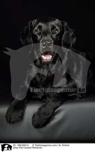 lying Flat Coated Retriever / NN-09914