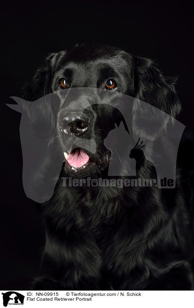 Flat Coated Retriever Portrait / NN-09915