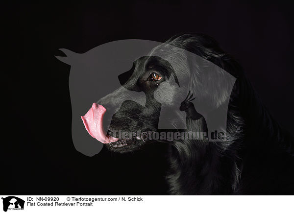 Flat Coated Retriever Portrait / NN-09920