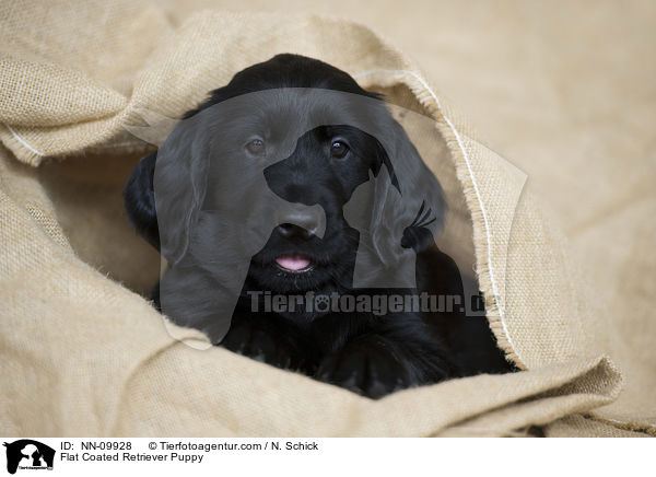 Flat Coated Retriever Puppy / NN-09928