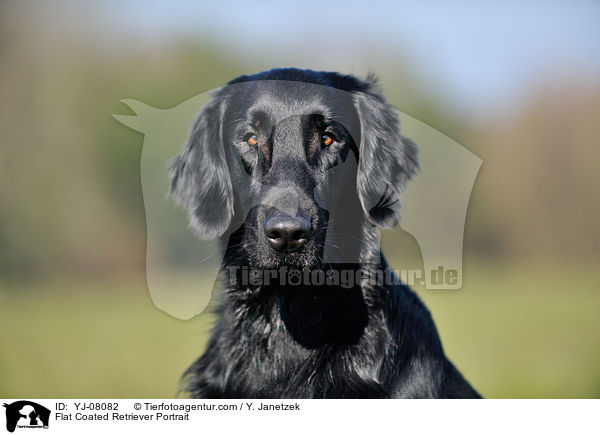 Flat Coated Retriever Portrait / YJ-08082