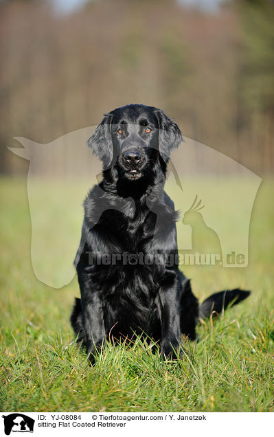 sitting Flat Coated Retriever / YJ-08084