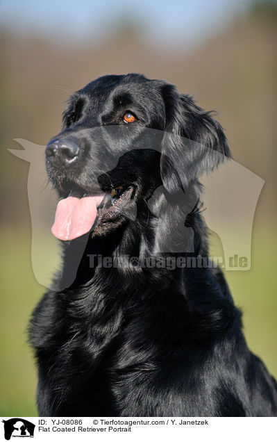 Flat Coated Retriever Portrait / YJ-08086