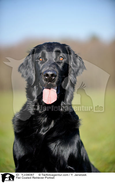 Flat Coated Retriever Portrait / YJ-08087