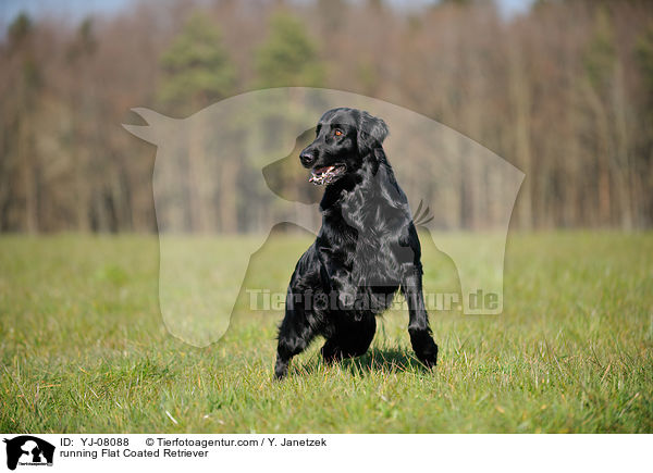 running Flat Coated Retriever / YJ-08088