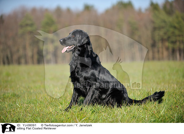 sitting Flat Coated Retriever / YJ-08091