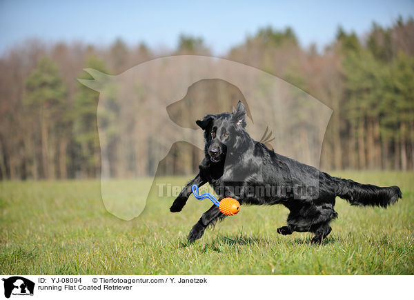 running Flat Coated Retriever / YJ-08094