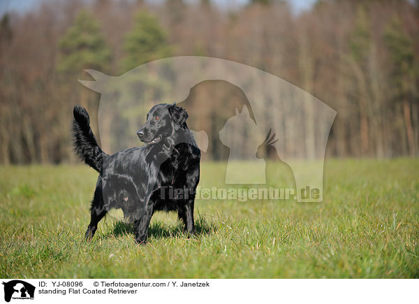 standing Flat Coated Retriever / YJ-08096