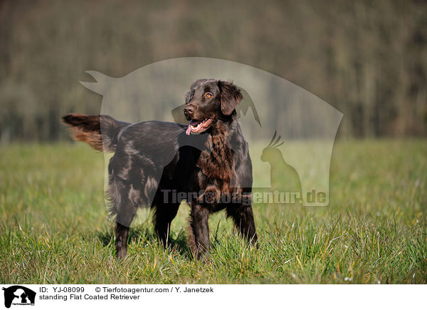 standing Flat Coated Retriever / YJ-08099