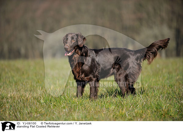 standing Flat Coated Retriever / YJ-08100