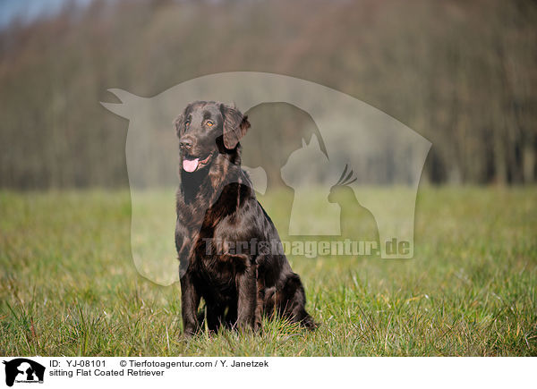 sitting Flat Coated Retriever / YJ-08101