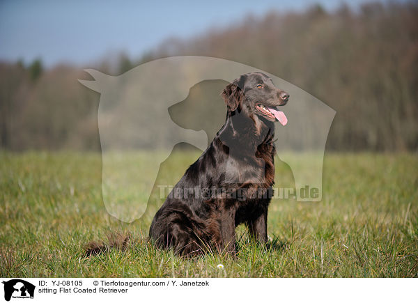 sitting Flat Coated Retriever / YJ-08105
