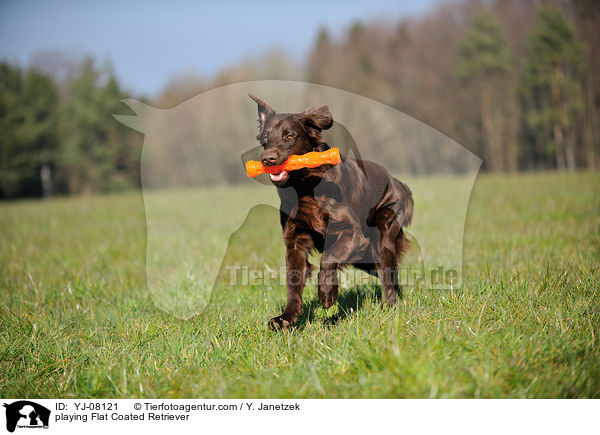 playing Flat Coated Retriever / YJ-08121