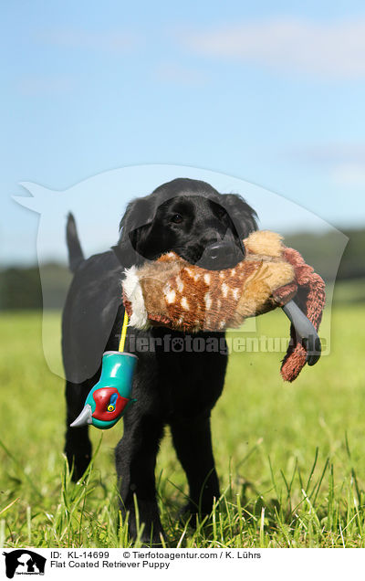 Flat Coated Retriever Puppy / KL-14699