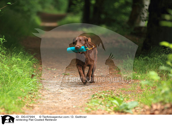 retrieving Flat Coated Retriever / DG-07994