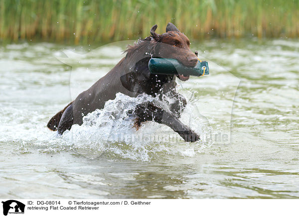 retrieving Flat Coated Retriever / DG-08014