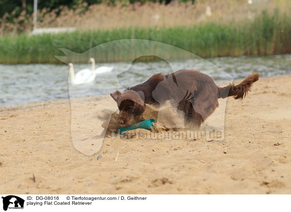spielender Flat Coated Retriever / playing Flat Coated Retriever / DG-08016
