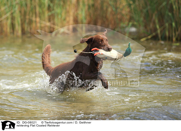 retrieving Flat Coated Retriever / DG-08021