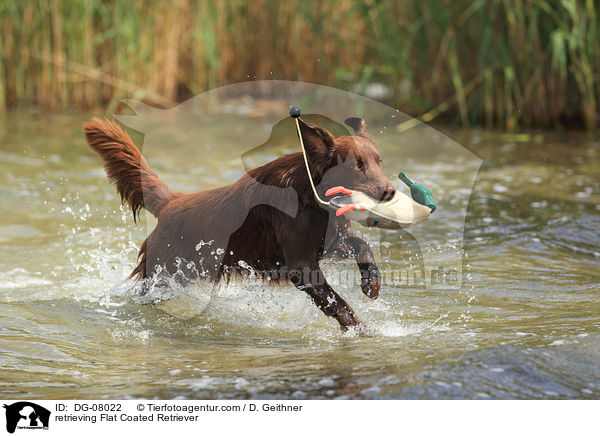 retrieving Flat Coated Retriever / DG-08022