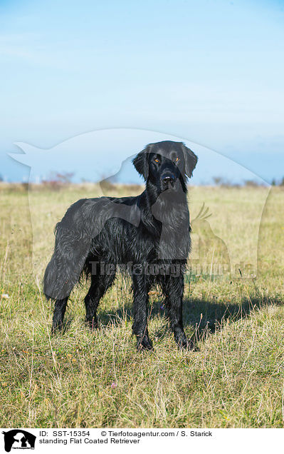 standing Flat Coated Retriever / SST-15354