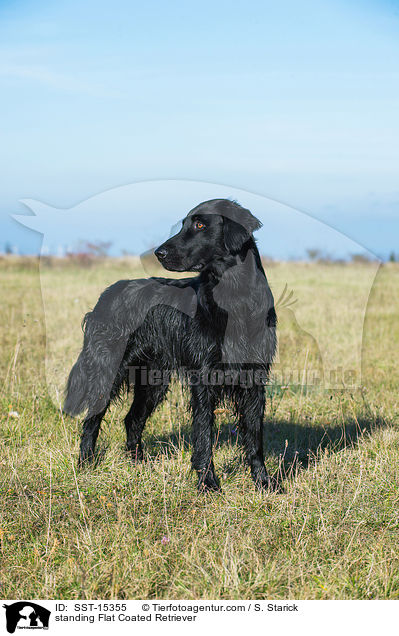 standing Flat Coated Retriever / SST-15355