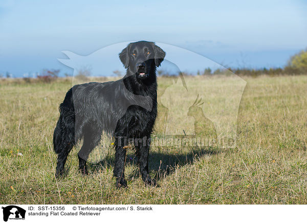 standing Flat Coated Retriever / SST-15356