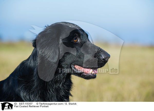 Flat Coated Retriever Portrait / SST-15357