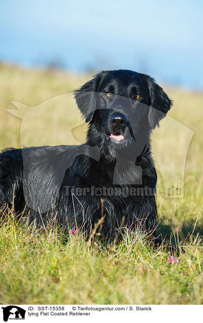 lying Flat Coated Retriever / SST-15358
