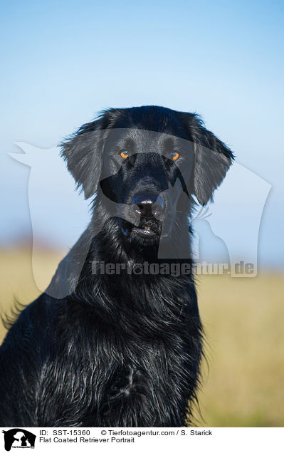 Flat Coated Retriever Portrait / SST-15360
