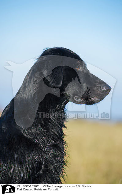 Flat Coated Retriever Portrait / SST-15362