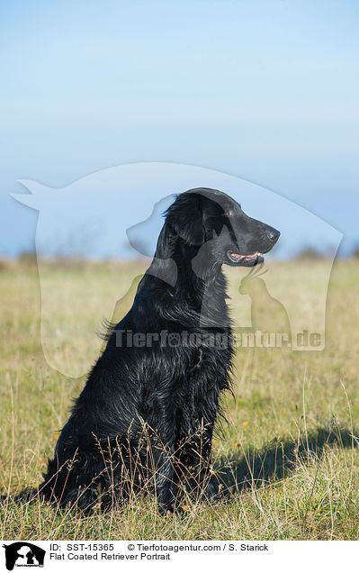 Flat Coated Retriever Portrait / SST-15365