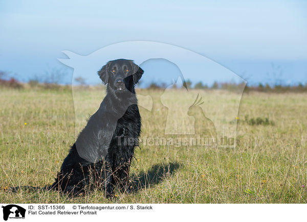 Flat Coated Retriever Portrait / SST-15366