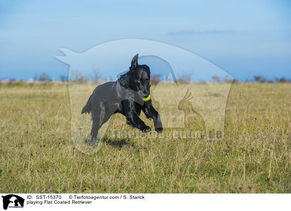 playing Flat Coated Retriever / SST-15370