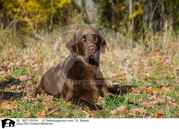 lying Flat Coated Retriever / SST-15374