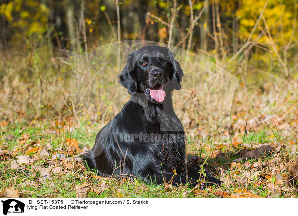 lying Flat Coated Retriever / SST-15375