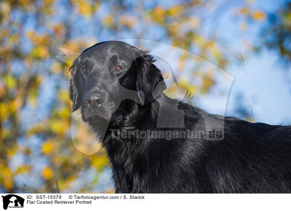 Flat Coated Retriever Portrait / SST-15379
