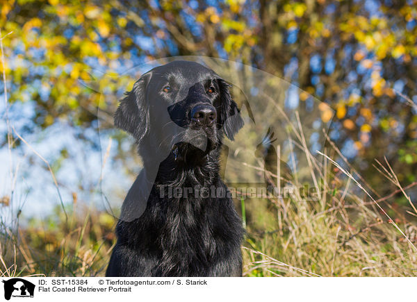 Flat Coated Retriever Portrait / SST-15384