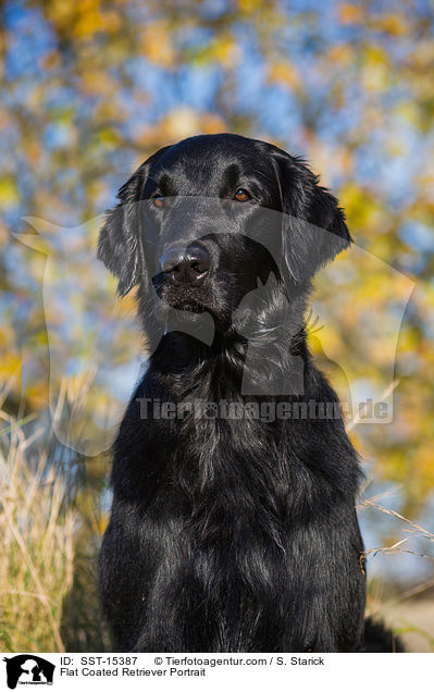 Flat Coated Retriever Portrait / SST-15387