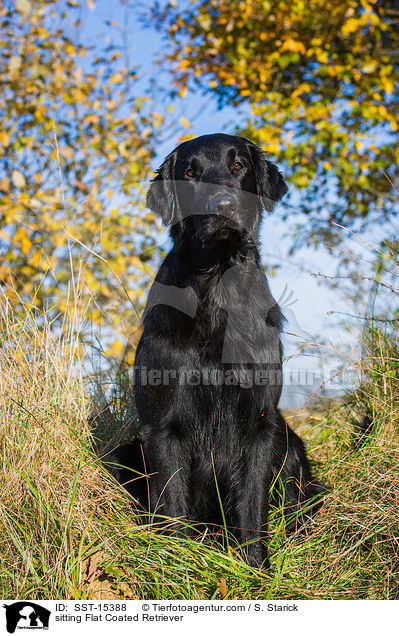 sitting Flat Coated Retriever / SST-15388