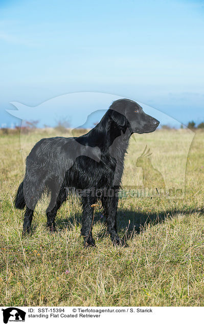 standing Flat Coated Retriever / SST-15394