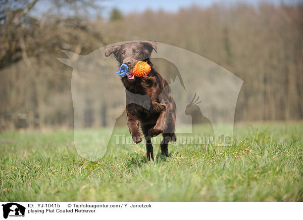 playing Flat Coated Retriever / YJ-10415