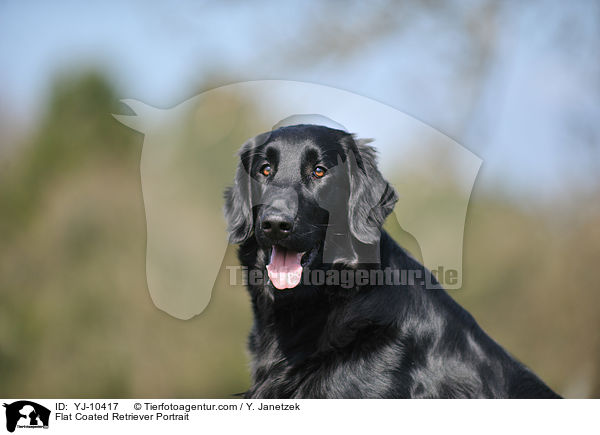 Flat Coated Retriever Portrait / YJ-10417