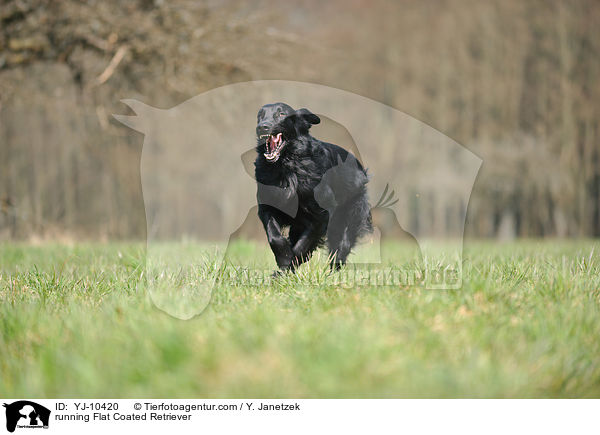 running Flat Coated Retriever / YJ-10420