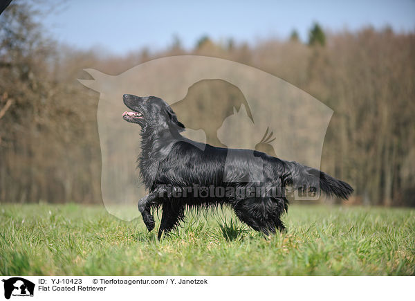 Flat Coated Retriever / YJ-10423