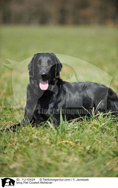 lying Flat Coated Retriever / YJ-10424